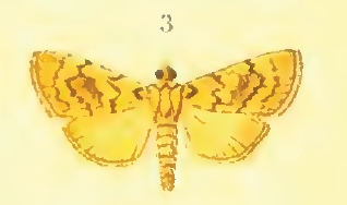 Epipagis lygialis Snellen